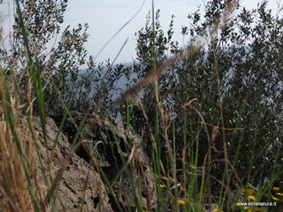 Acque_Grandi - 06-11-2012 08-38-45.JPG
